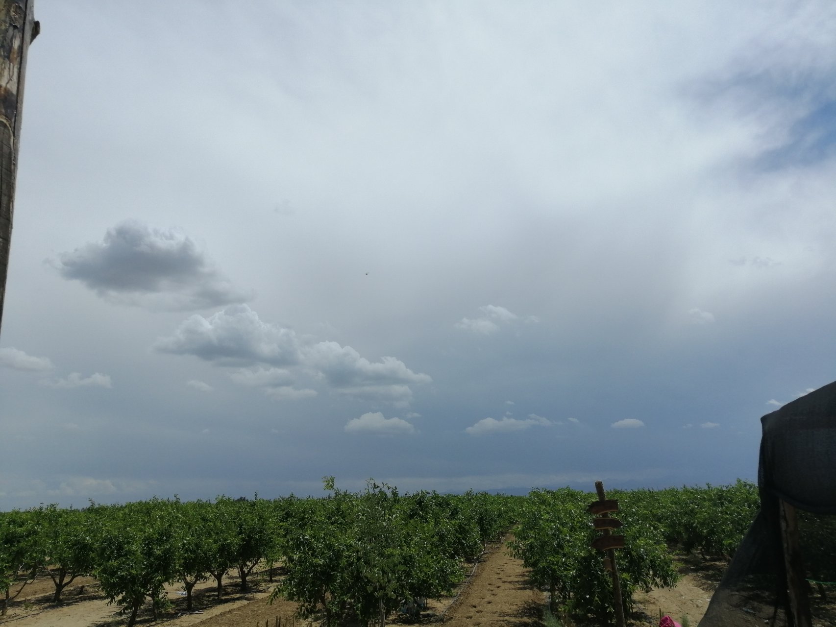 新疆和田捌枣种植园航拍