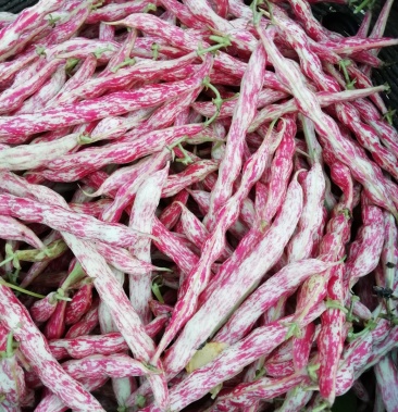 红金钩架豆无筋豆