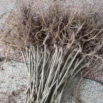 无籽大十果桑苗现已大量出售（基地直销现挖发货）