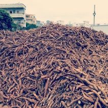 木薯白心8两以上基地直供