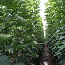 大量出售楸树