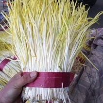 供应精品蒜黄