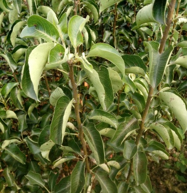 彩叶豆梨苗,秋火焰,首都,夫兰克里.