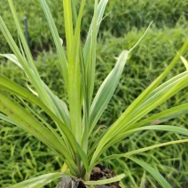 优质崂峪苔草，青绿苔草庭院园林必备欢迎选购