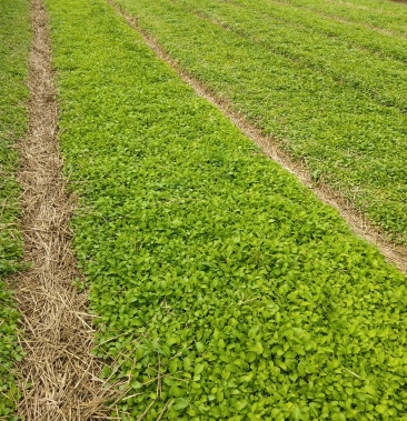 [丹参苗批发]白花丹参种苗价格0.10元/棵 - 一亩田