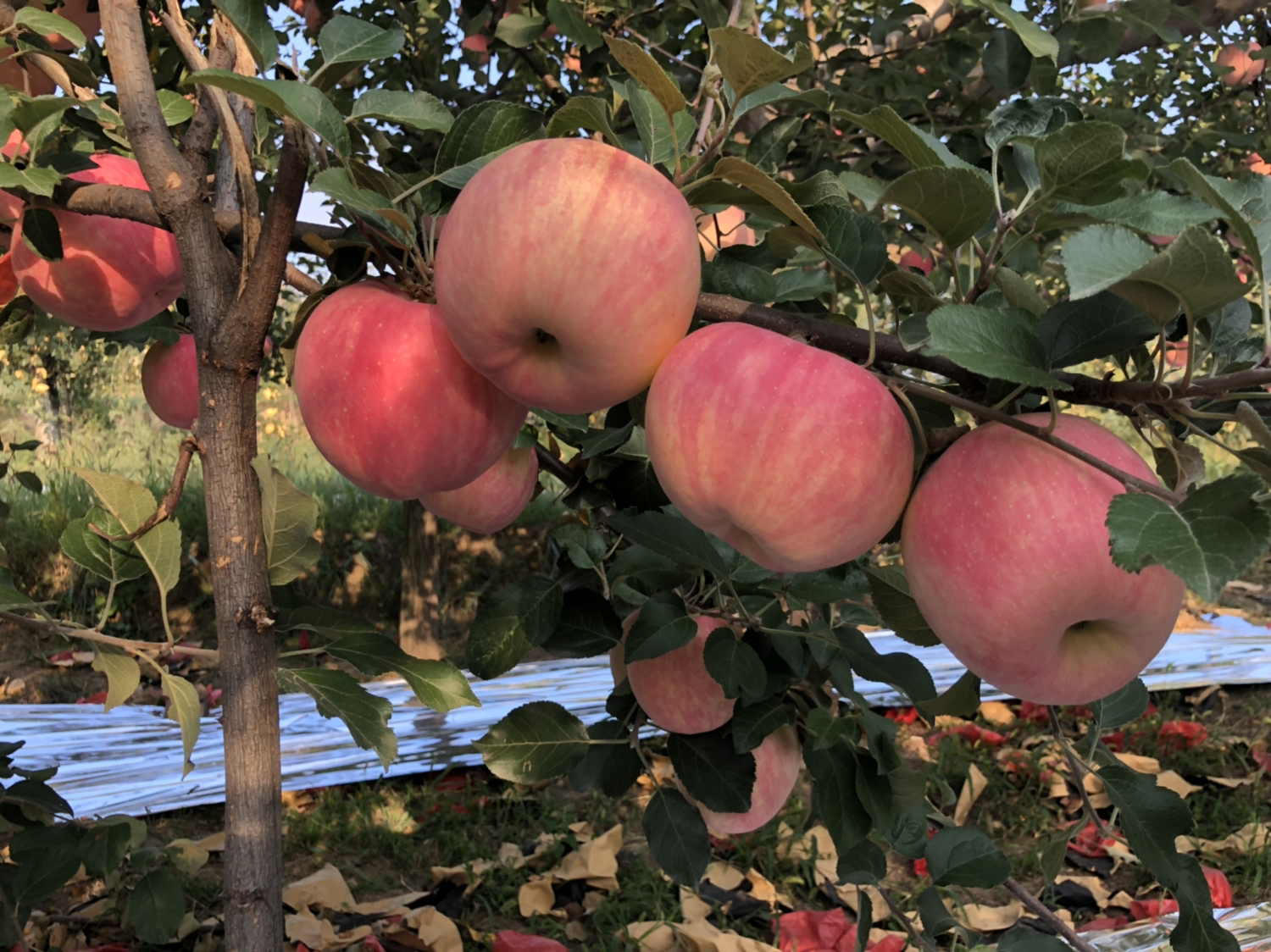 红将军苹果特写