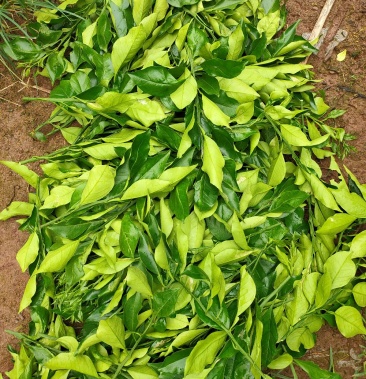 长叶香橙柑橘苗 品种保证 可签合同 假一赔十