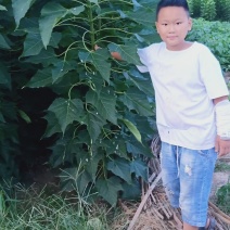楸树