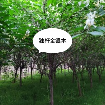 独杆金银木：乔灌木，绿化工程苗木