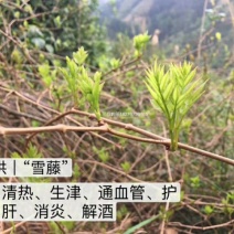 古侗寨深山里的野生藤茶