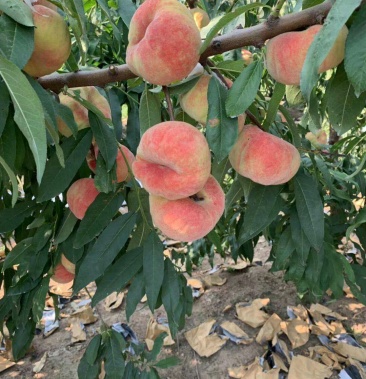 [巨蟠批发]毛盘桃价格4.50元/公斤 - 一亩田