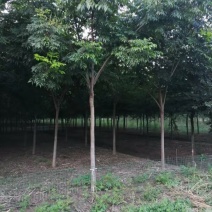 栾树栾树苗行道树栾树栾树小苗规格齐全需要大量联系
