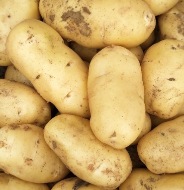 荷兰十五土豆3两以上箱装质量好产地直发v7货大量