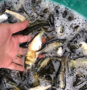 [花鲢鱼苗批发]鲢鱼苗 花鲢鱼苗 保成活率8-10公分 送货上门提供价格
