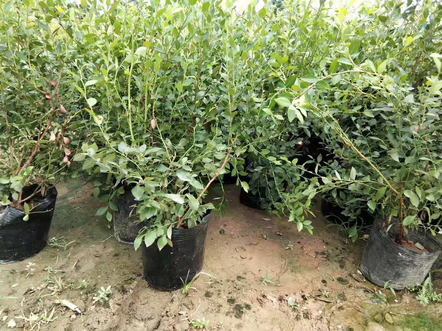 阳台蓝莓盆栽种植,展示光照、容器、植株状态 蓝莓盆栽在阳台的种植效果