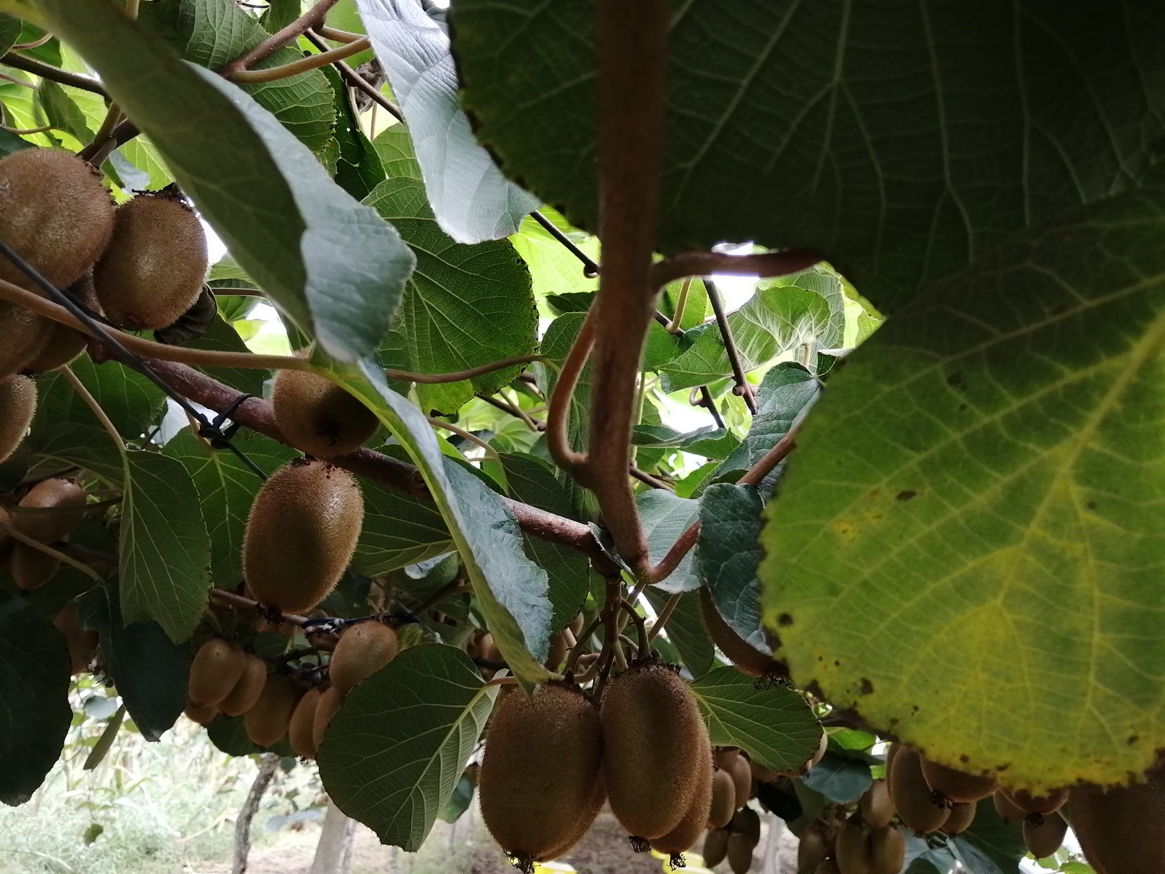 农贸市场摊位上摆放着成箱的翠香猕猴桃,一名消费者正在用手轻捏果实测试成熟度,背景有‘陕西眉县翠香猕猴桃’字样横幅,旁边放置糖度检测仪和宣传单页 翠香猕猴桃市场选购场景