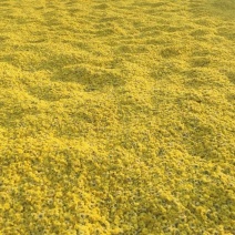 江陵野菊花茶
