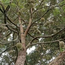 泰国榴莲苗猫山王榴莲苗金枕榴莲广西榴莲苗