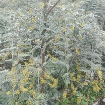 山豆根种子免费提供种植技术
