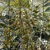 老藤山豆根种子