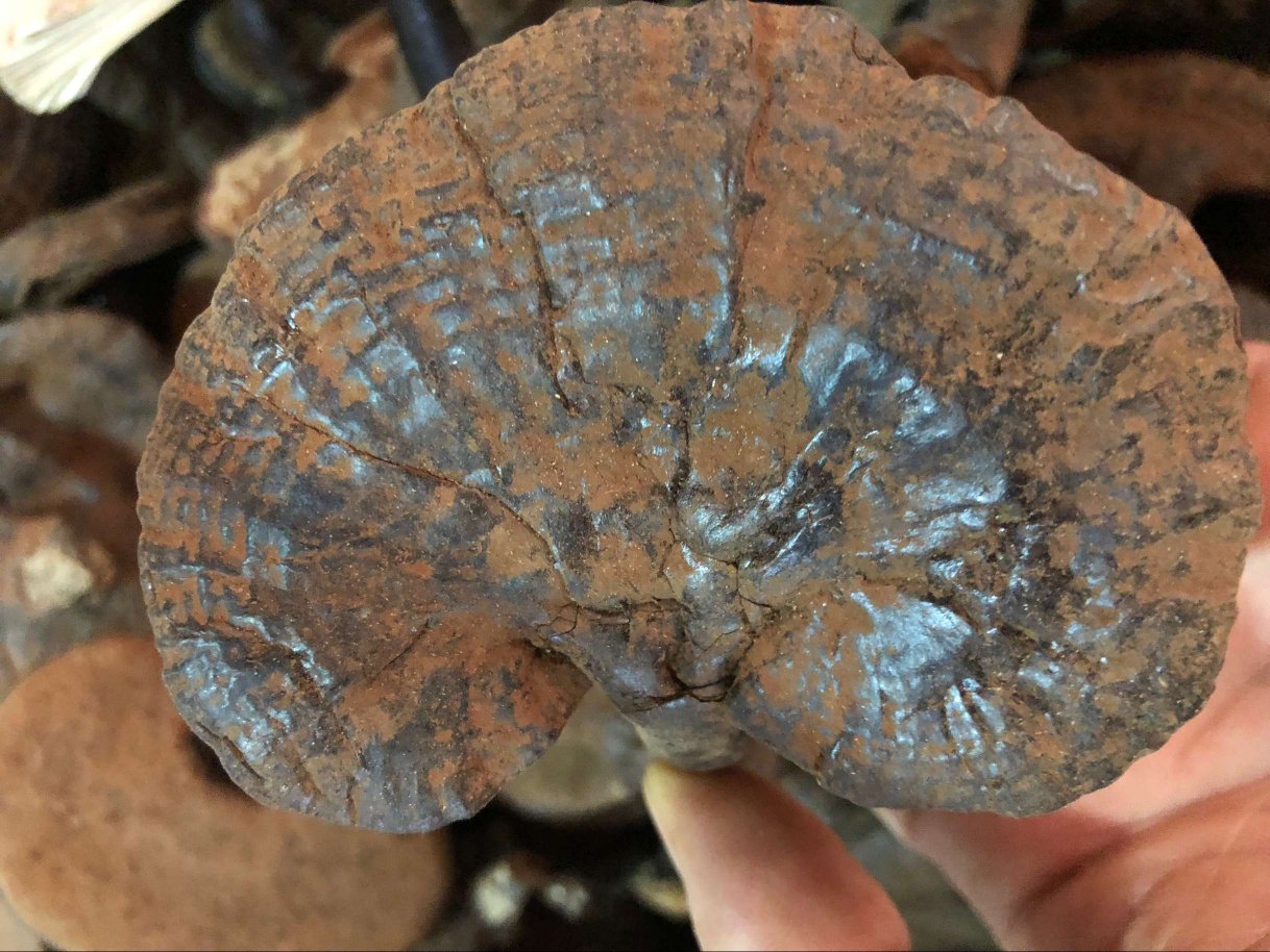 竹灵芝特写展示