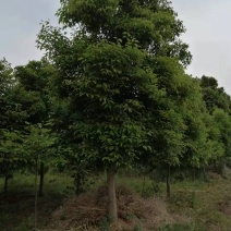 [荐]天竺桂4m以上