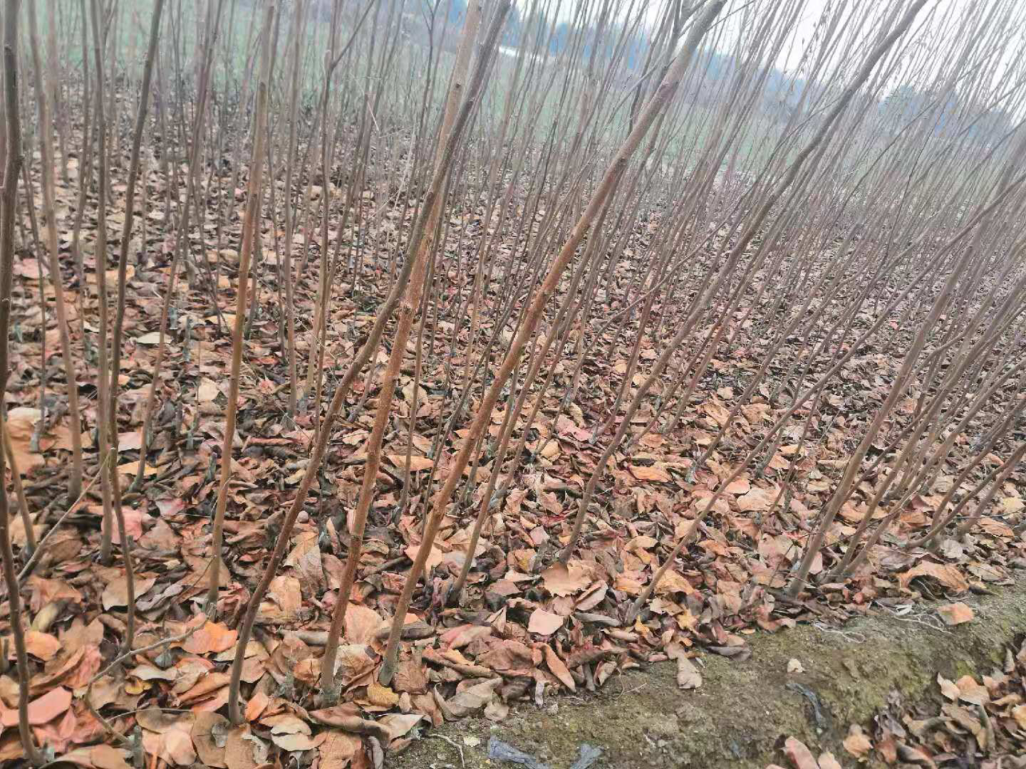 图示说明:中国三大柿产区柿苗周年管理节点可视化对照,含具体月份、操作动作、工具及物料特写,支持农技人员快速对标执行 柿苗四季管理物候对照图:左列标注华北/长江/西南三大主产区各月份关键农事(如3月华北防倒春寒、6月长江防柿蒂虫、10月西南清沟排涝),右列对应实景操作照片(含药剂瓶、环割工具、涂白膏等特写)