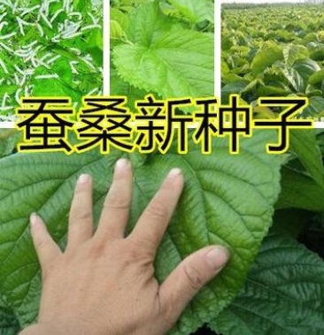 桂桑优12号桂桑种子蚕桑新种子桑树新种子桑树种子