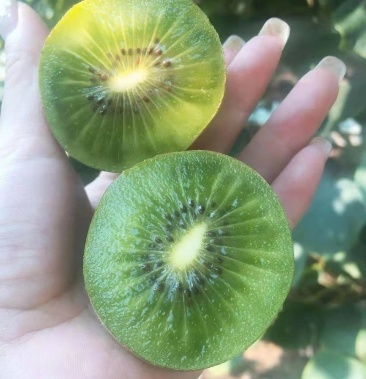 博山源泉碧玉猕猴桃绿心特级果