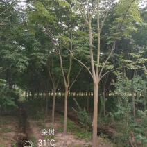栾树3-15大量供应黄山栾树5公分22一棵