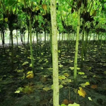 成都5公分木芙蓉，五公分独杆木芙蓉装车价