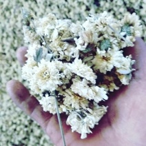 无硫怀菊花