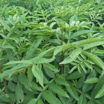 青花椒苗，九叶青花椒苗，基地直供品种保证质量保证