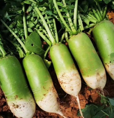 [水果萝卜批发]玉美人,791青萝卜大量上市 1-3斤产地直销批发,量大