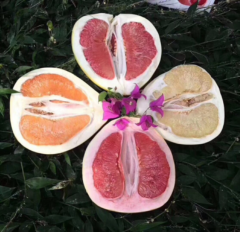 一个成熟的琯溪蜜柚被横向切开,展示其内部果肉结构;左侧为白心蜜柚,果肉洁白透明,颗粒饱满;右侧为红心蜜柚,果肉呈粉红至深红色,色泽鲜艳,汁水丰富;背景为田园果园环境,阳光柔和,突出果实的新鲜与自然生长氛围 琯溪蜜柚切开对比图