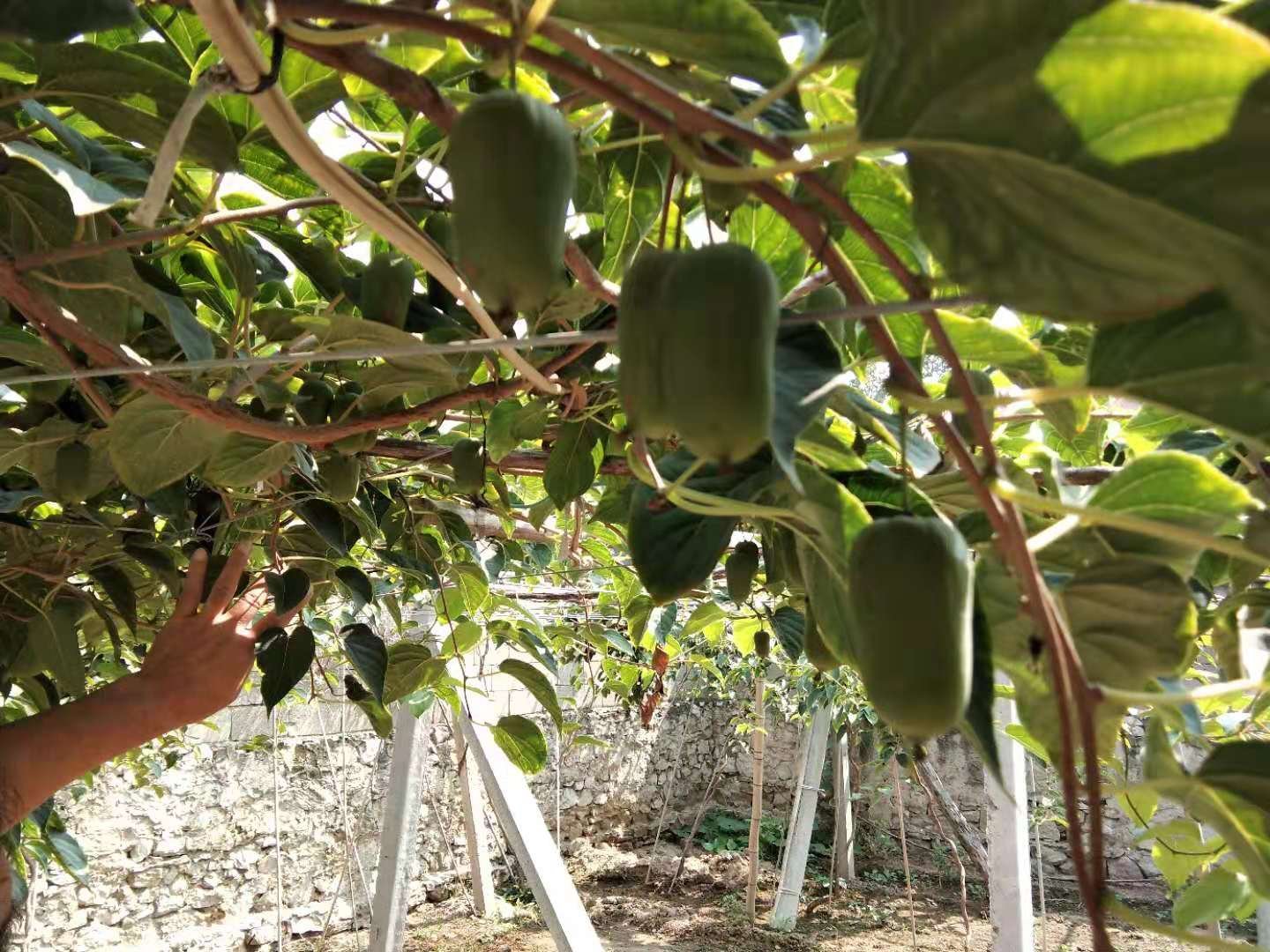 电动授粉器在龙成二号软枣猕猴桃园中作业