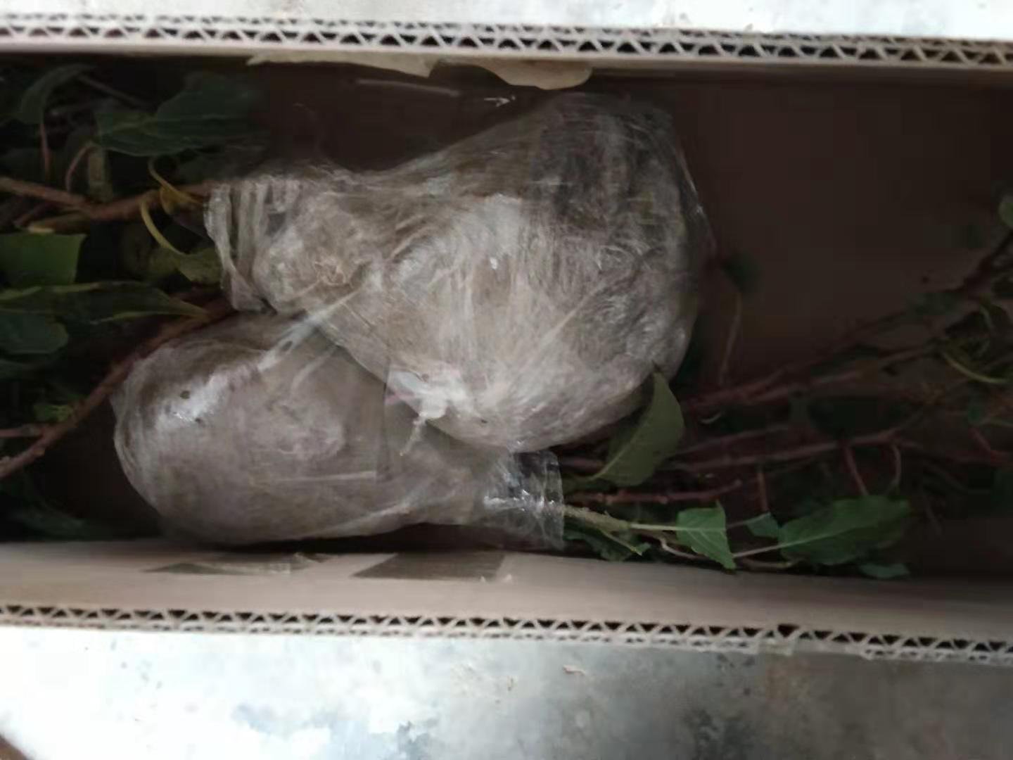 猕猴桃果泥制作与冷冻保存