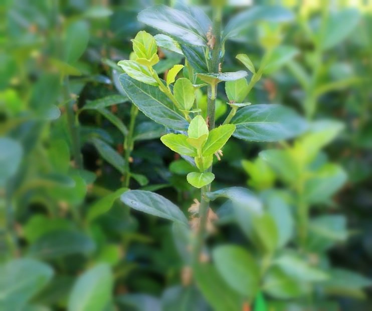 Scallion特写照片