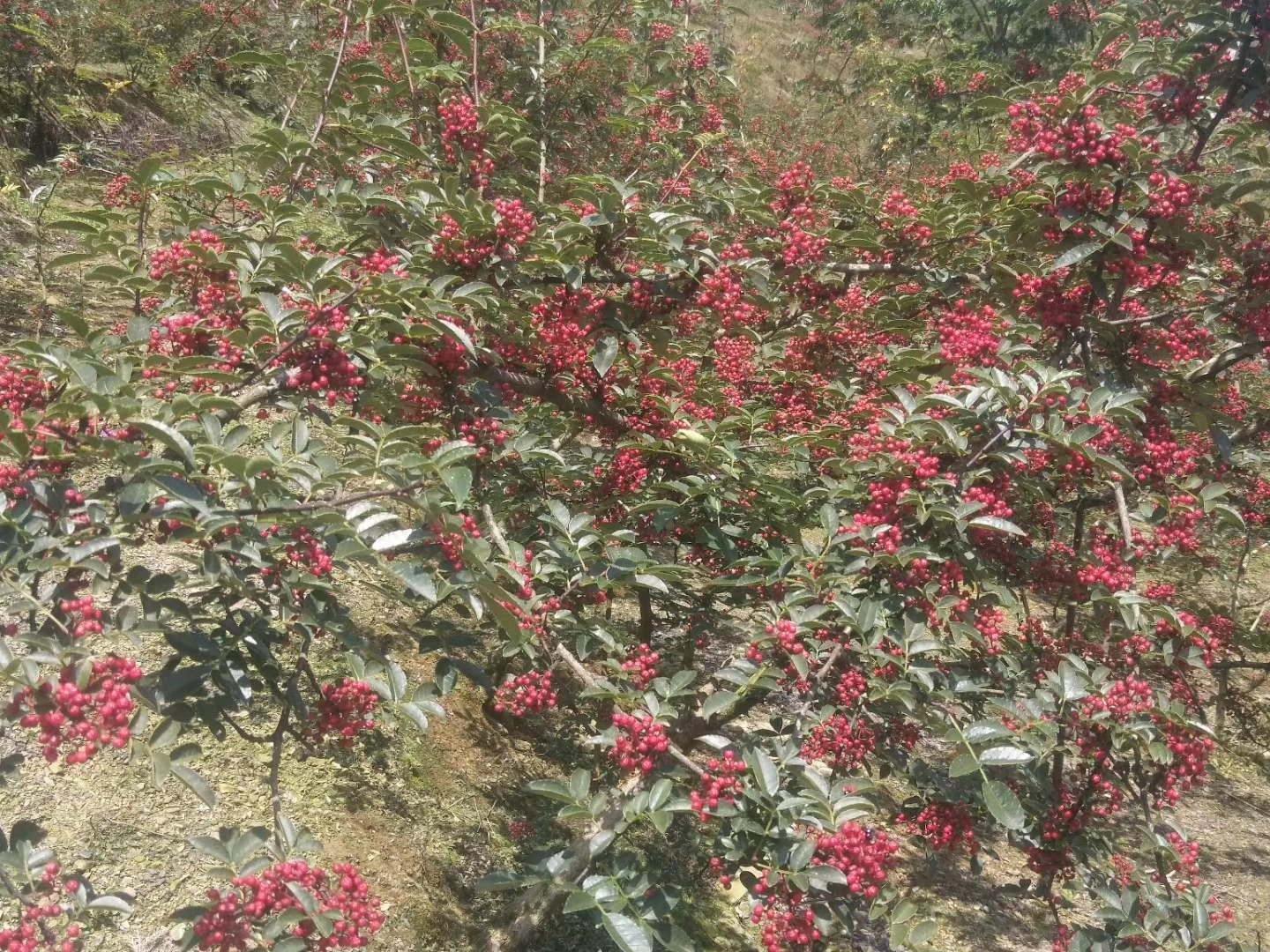 白胡椒的植物来源