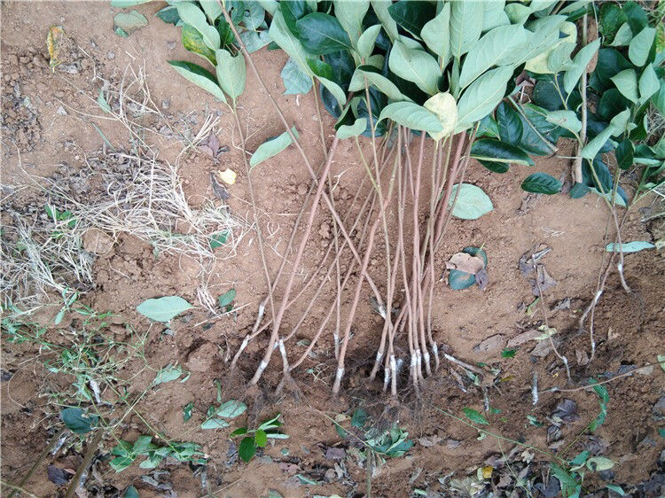 柿子树修剪示意图