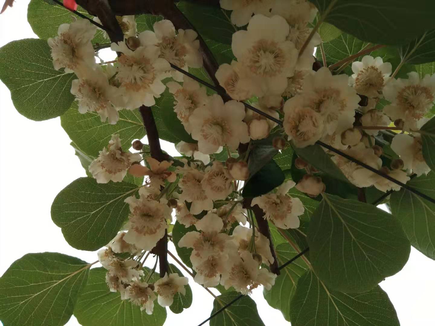 红心猕猴桃盛开的花