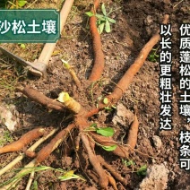 广西新鲜黄心黄肉木薯新鲜现挖甜品糖水一件代发60元