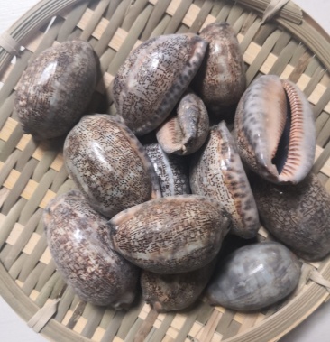 紫贝齿1公斤起批无硫无添加不包邮只做正品