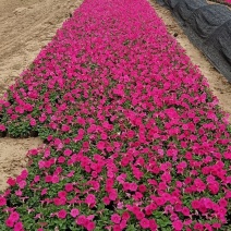 各种菊花出售，国庆造型专用，货源充足