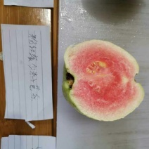 粉红蜜芭乐苗粉红蜜番石榴苗基地直销