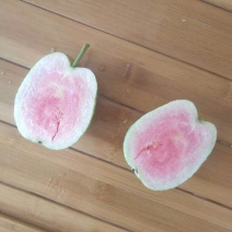 少籽红心芭乐苗少籽红心番石榴苗