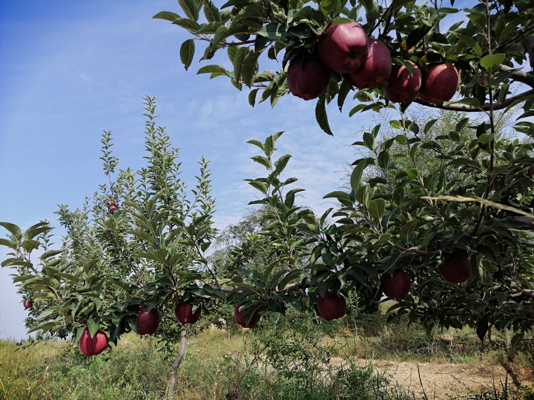 一颗新鲜采摘的红星苹果,表皮呈鲜红色,带有自然光泽,果形圆润饱满,背景为清晨果园,露珠挂在叶片上,阳光斜照,营造出清新自然的氛围 红星苹果特写