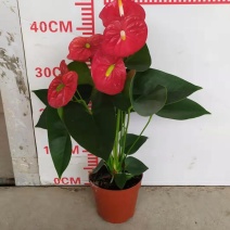 红掌