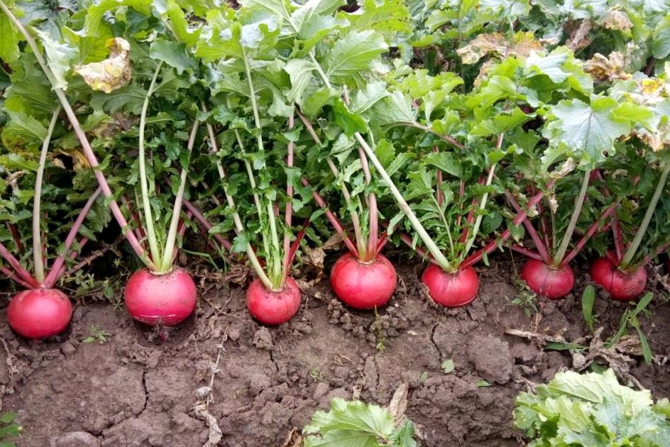 红皮萝卜种植田