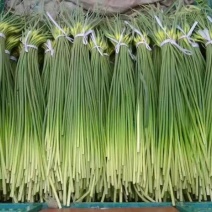 蒜苔苍山蒜薹全年有货价格便宜欢迎客商采购